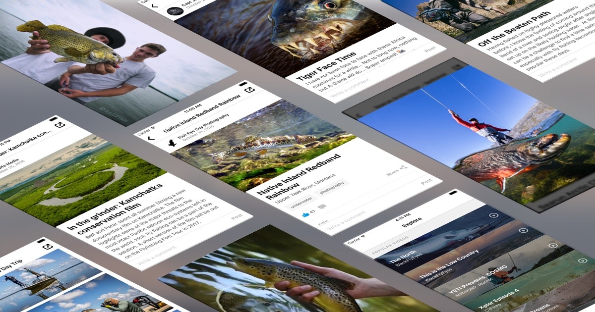 Amberjack gallery image