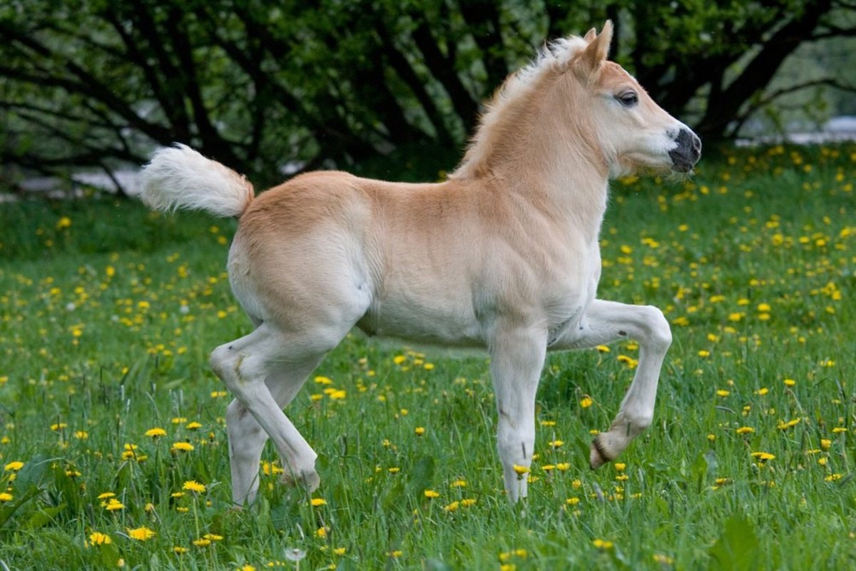 API des races de poney media 1