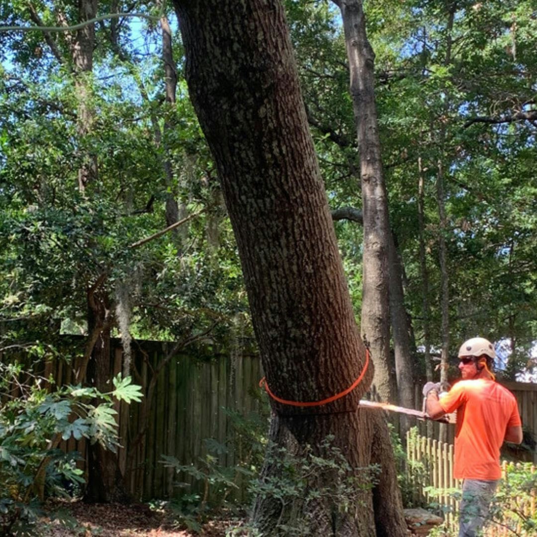 Tree Removal Service In Mt Pleasant, SC 