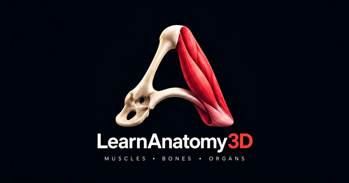 LearnAnatomy3D — 3D Human Anatomy Atlas gallery image