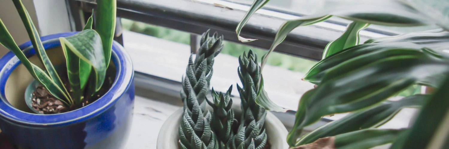 Dayna Tortorici cover