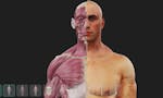 3D Anatomy Viewer 4 Artists image