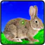 Rabbit Hunting Challenge