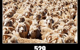 HTTP Status Goats API media 1