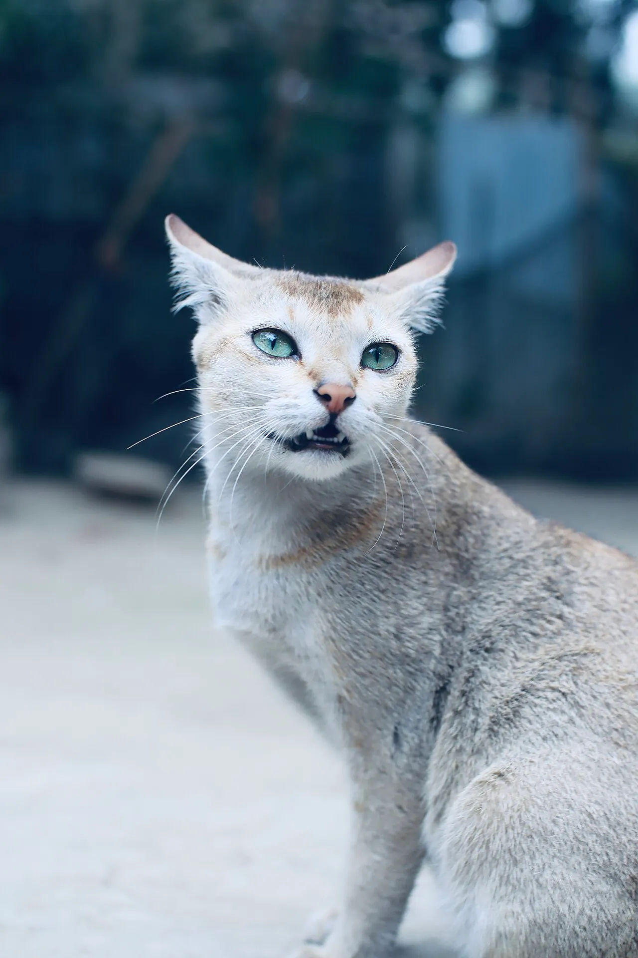 Cat Grimace Scale gallery image
