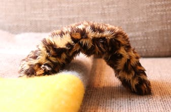 flatcat gallery image