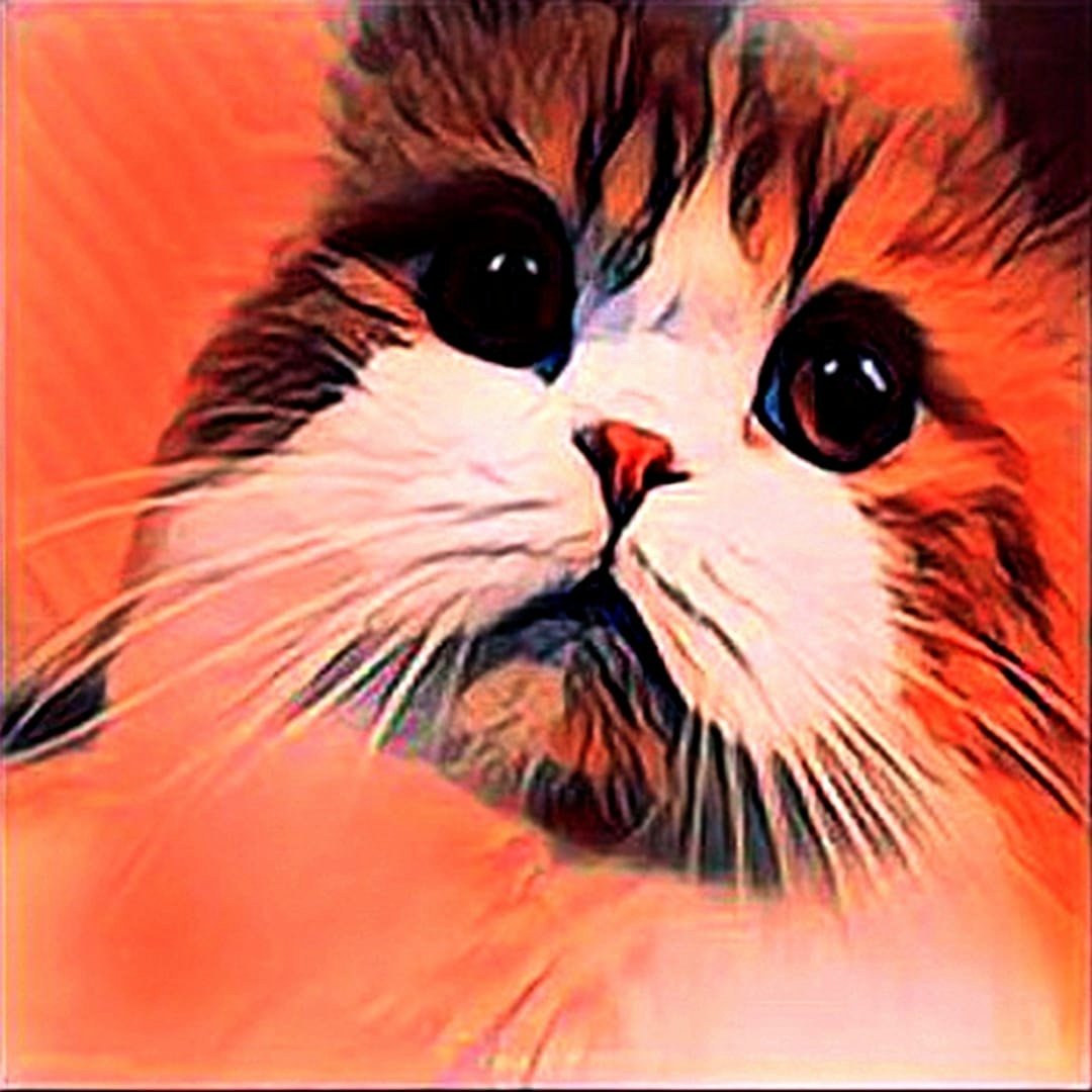 RariCats 1000 Video NFTs Collection gallery image