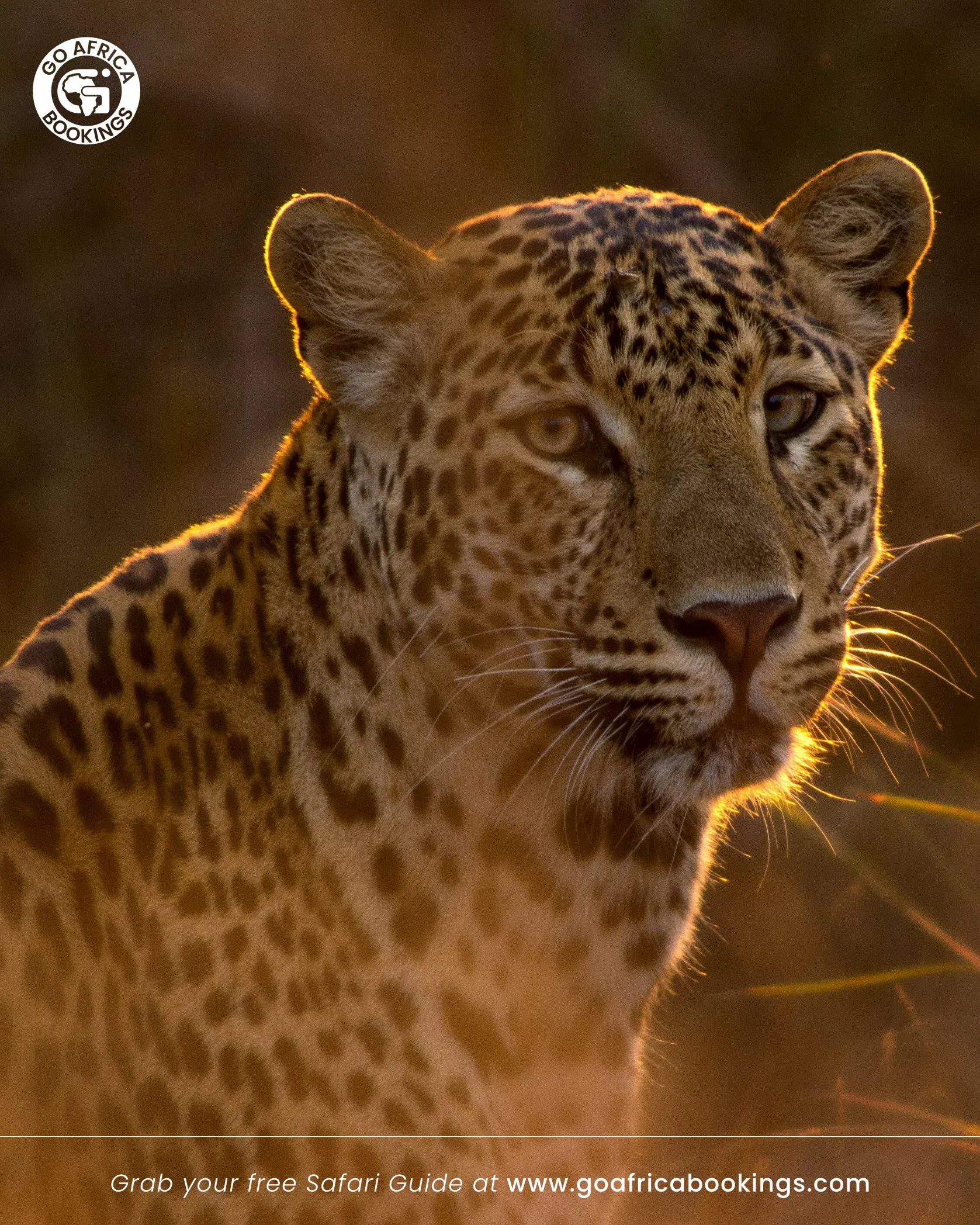 GoAfricaBookings screenshot 3