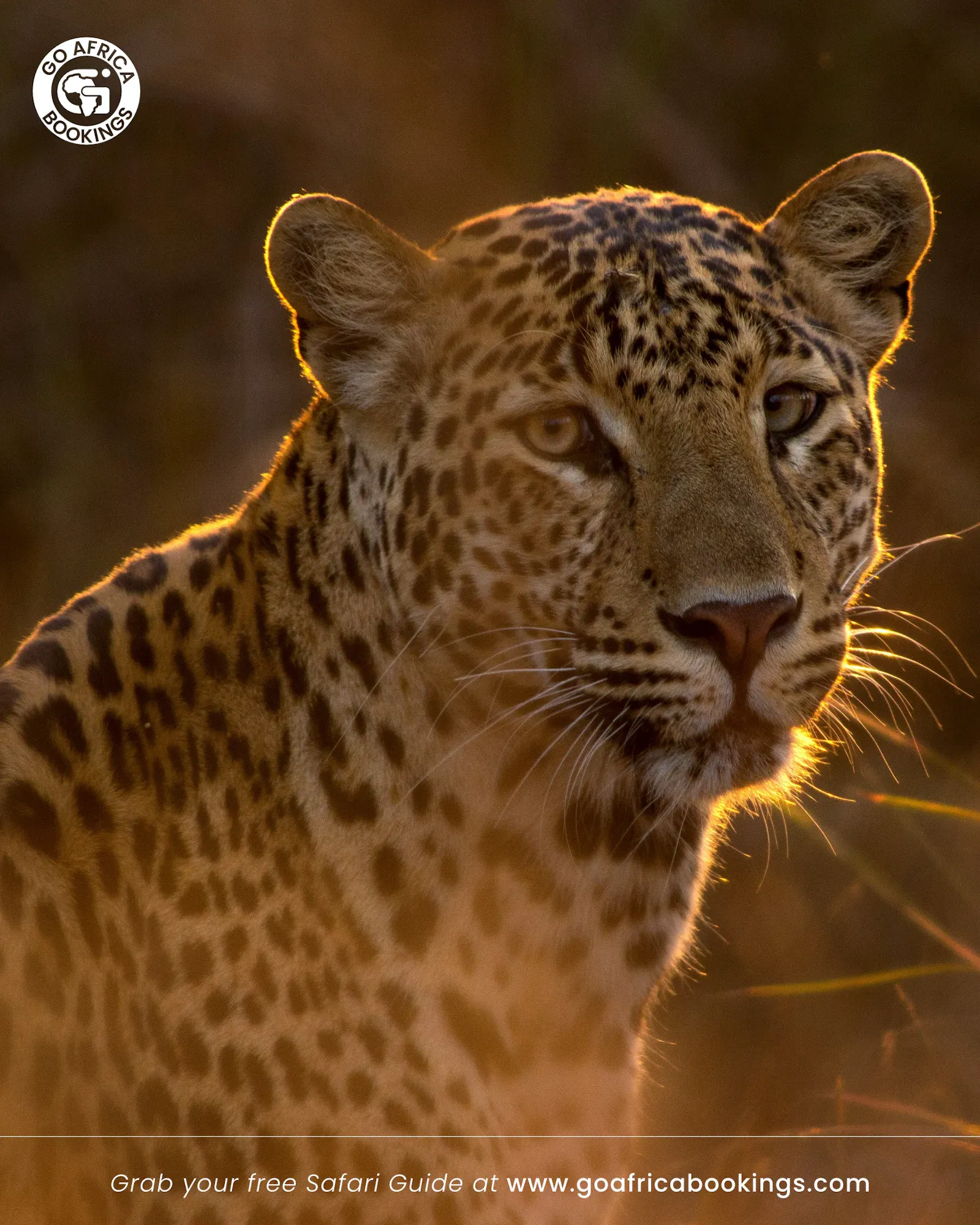GoAfricaBookings screenshot 4