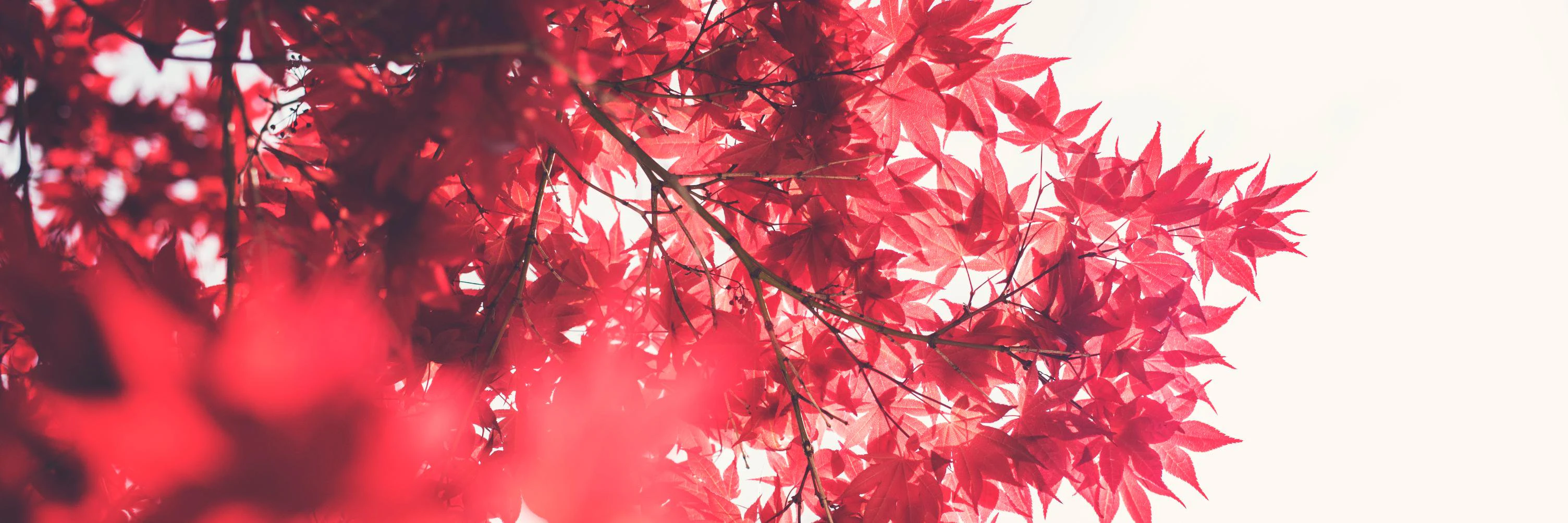 Doney den Ouden cover