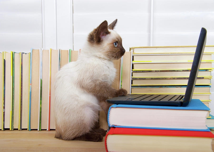 The guide to Enjoy your First Dev Job