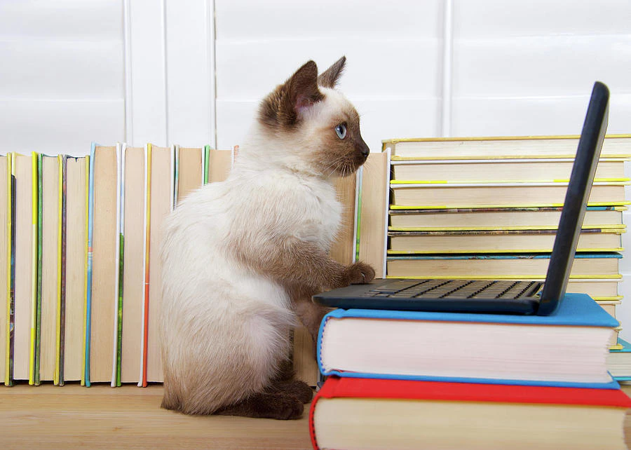 The guide to Enjoy your First Dev Job