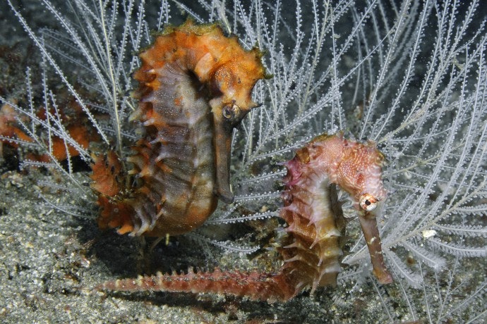 iSeahorse gallery image