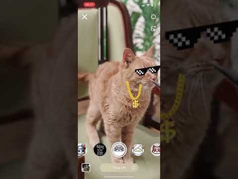 Pawtastic gallery image