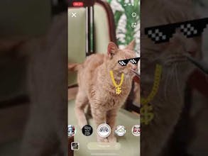 Pawtastic gallery image