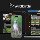 wildbirds