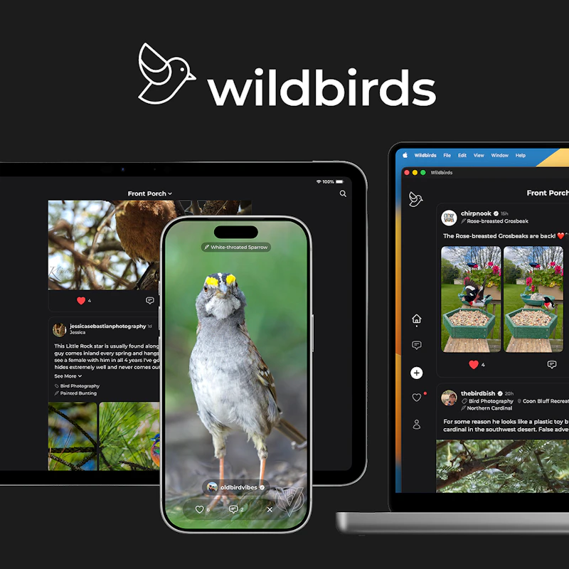 wildbirds screenshot 1
