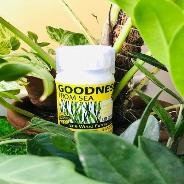 Lazy Gardener gallery image