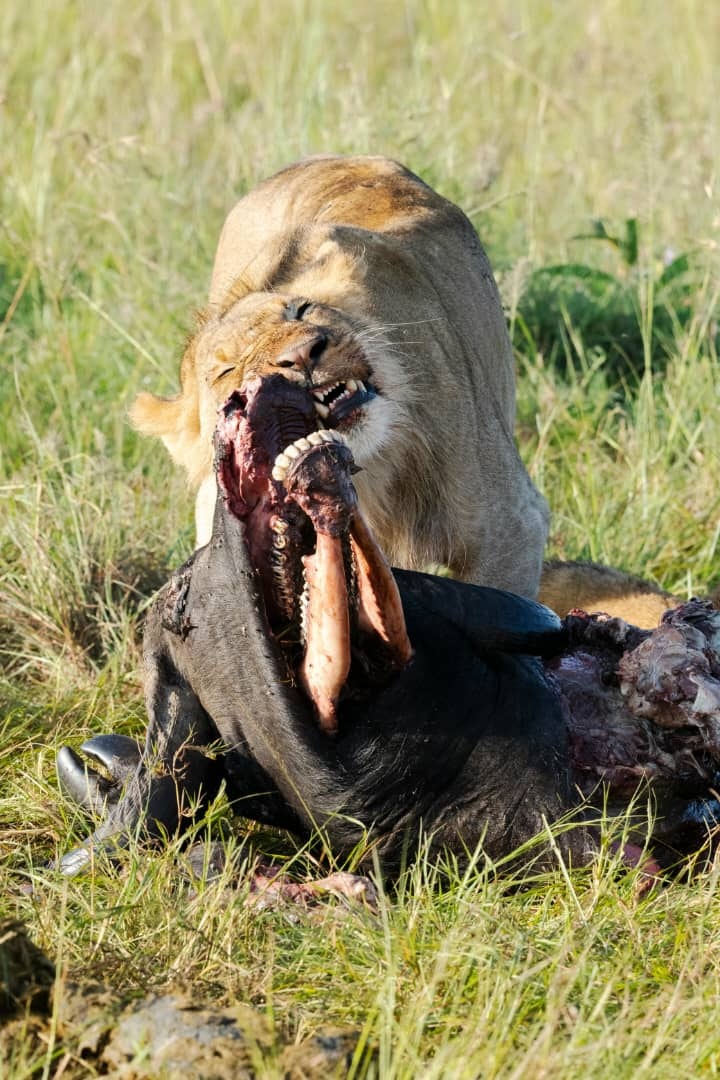 Africantrust Safari gallery image