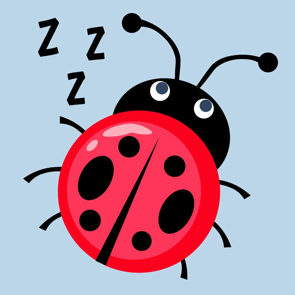 lovebug