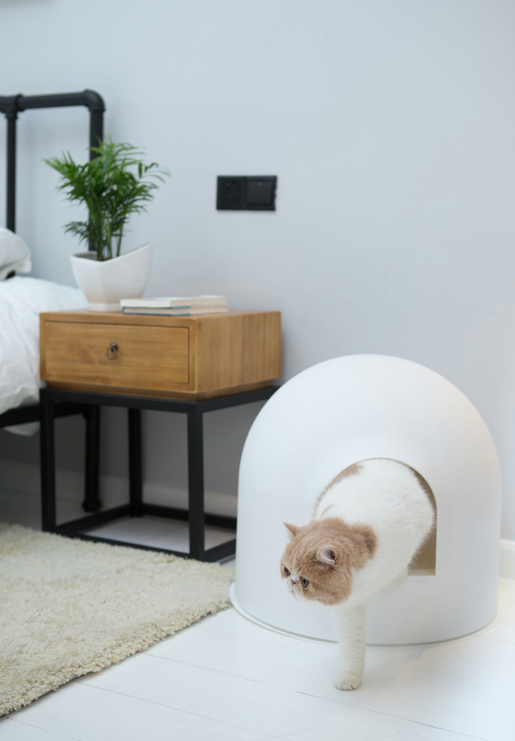 Want an invisible litter box? - try this! pidan igloo litter box gallery image