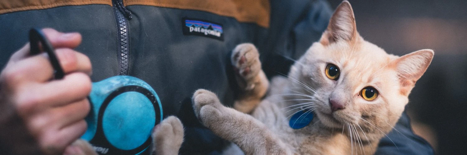 Nilanchala Panigrahy cover