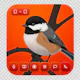 ChikaD — Private Video Call, No Account
