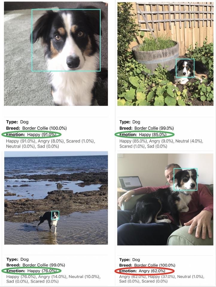 Happy Pets gallery image