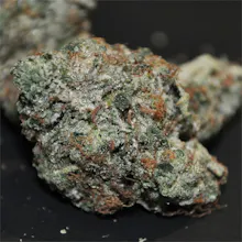 Black Tuna Strain gallery image