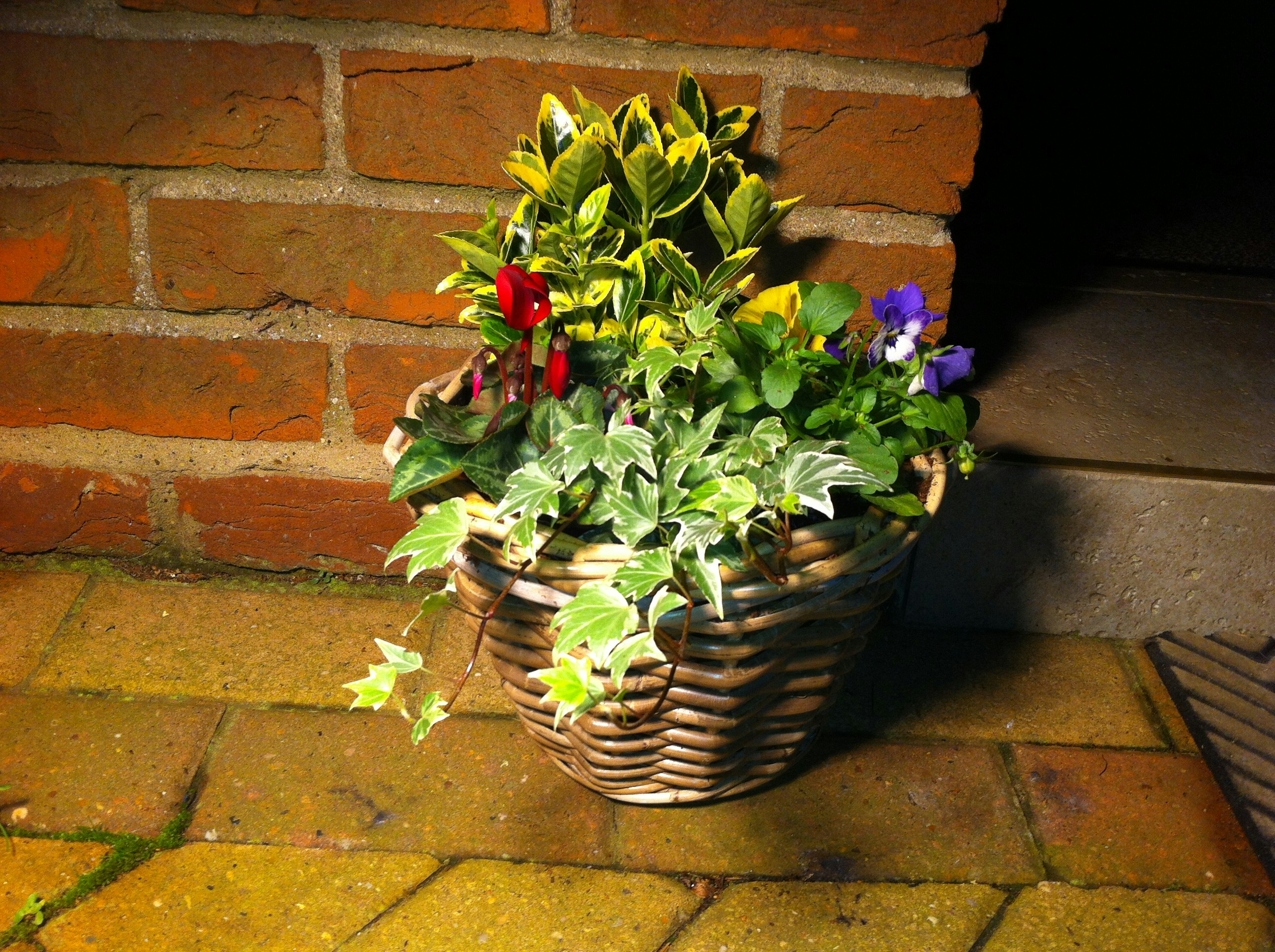 planted basket