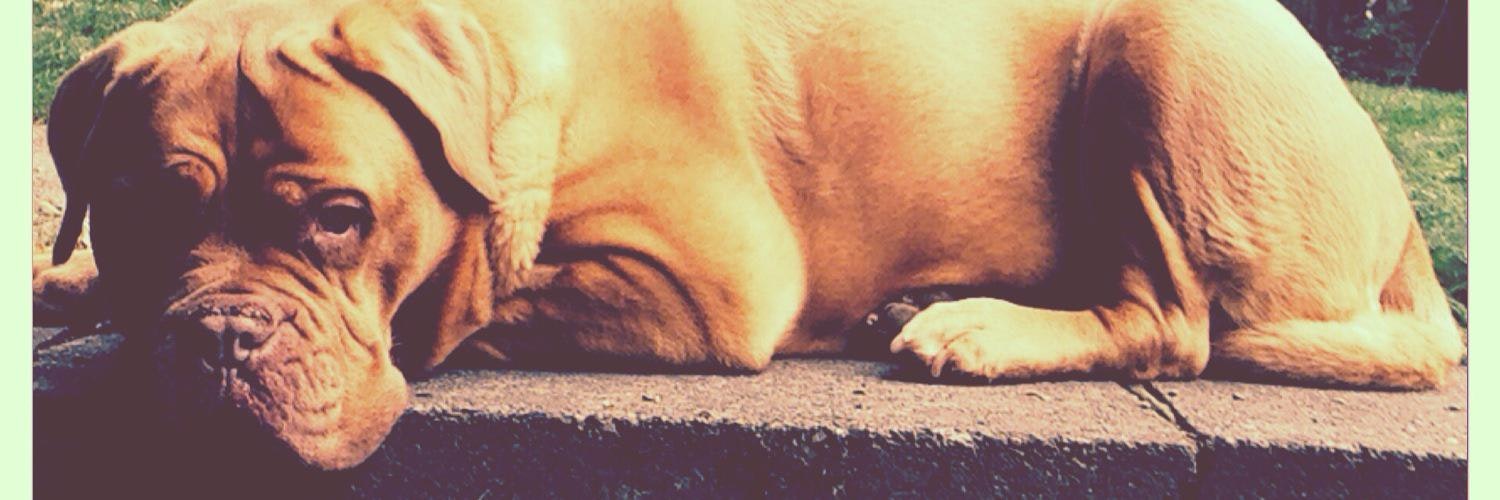 ProductHunt banner for @rock