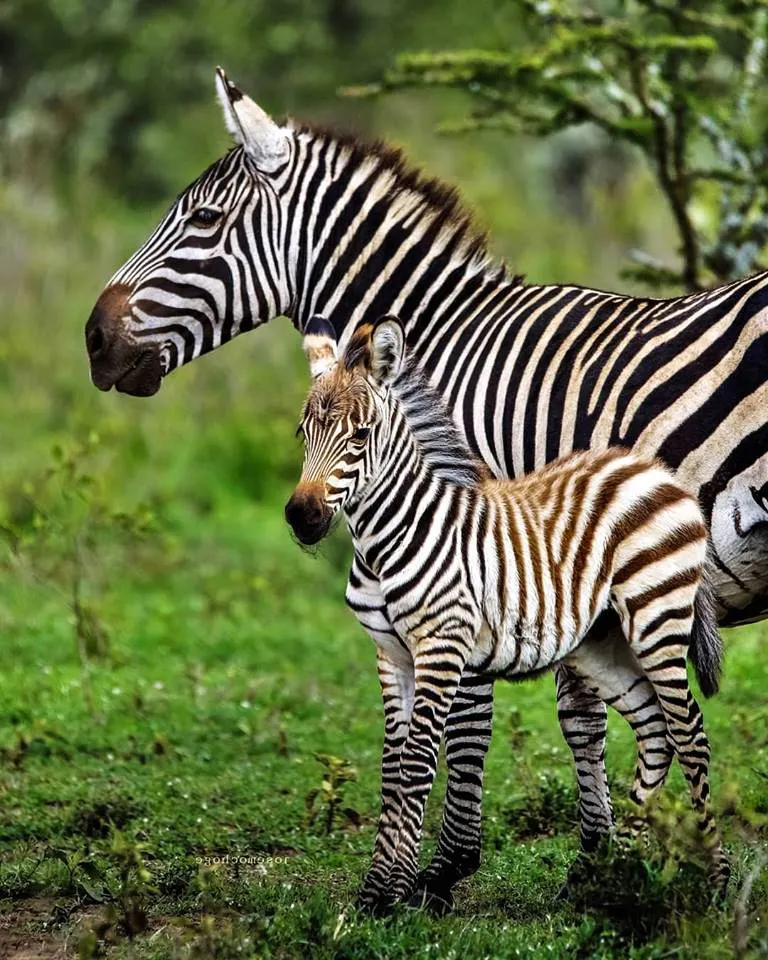 Wildlife Conservation Legacy in Kenya