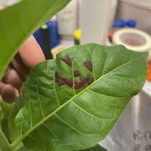 DIY Plant Genetic engineering kit gallery image