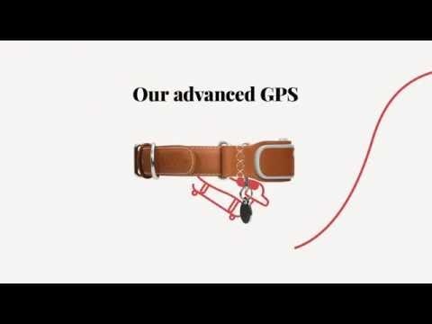 LINK AKC Smart Dog Collar gallery image