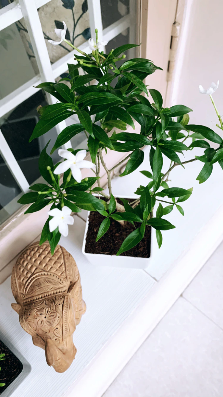 Swaathi Kakarla cover