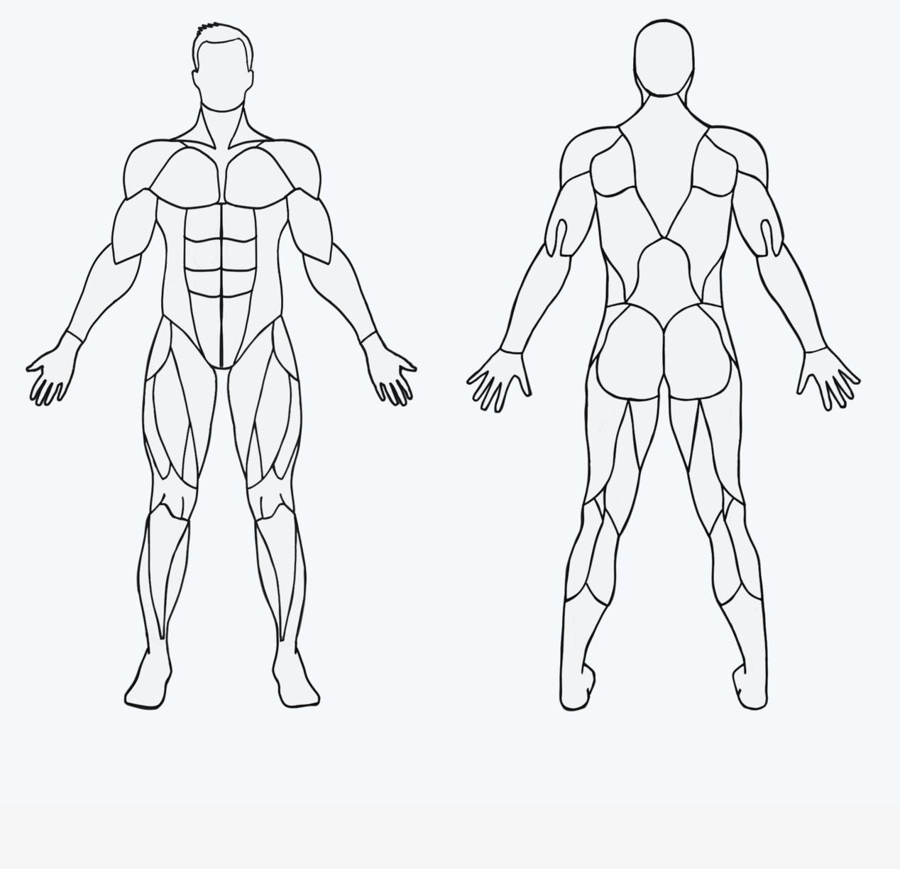 Мышцы человека схема рисунок