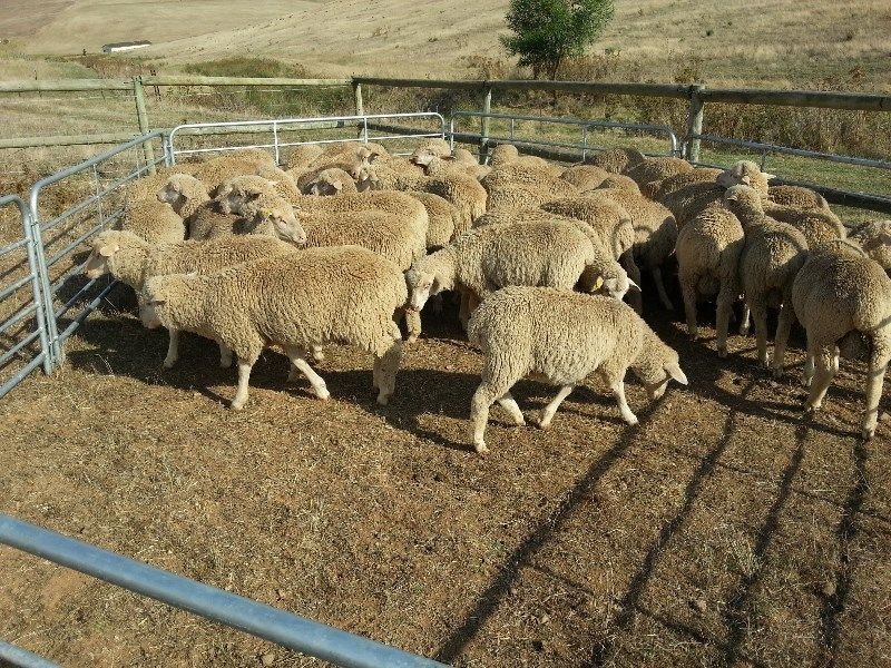 Livestock & poultry sale +27631521991 gallery image