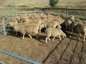 Livestock & poultry sale +27631521991 gallery image