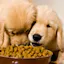 Stephanie Taunton | What Mistakes You Should Avoid When Training Your Dog