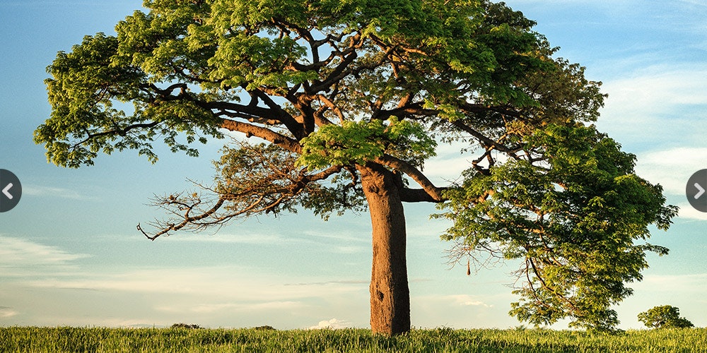 Imagebox gallery image