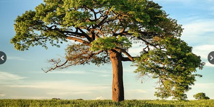 Imagebox gallery image