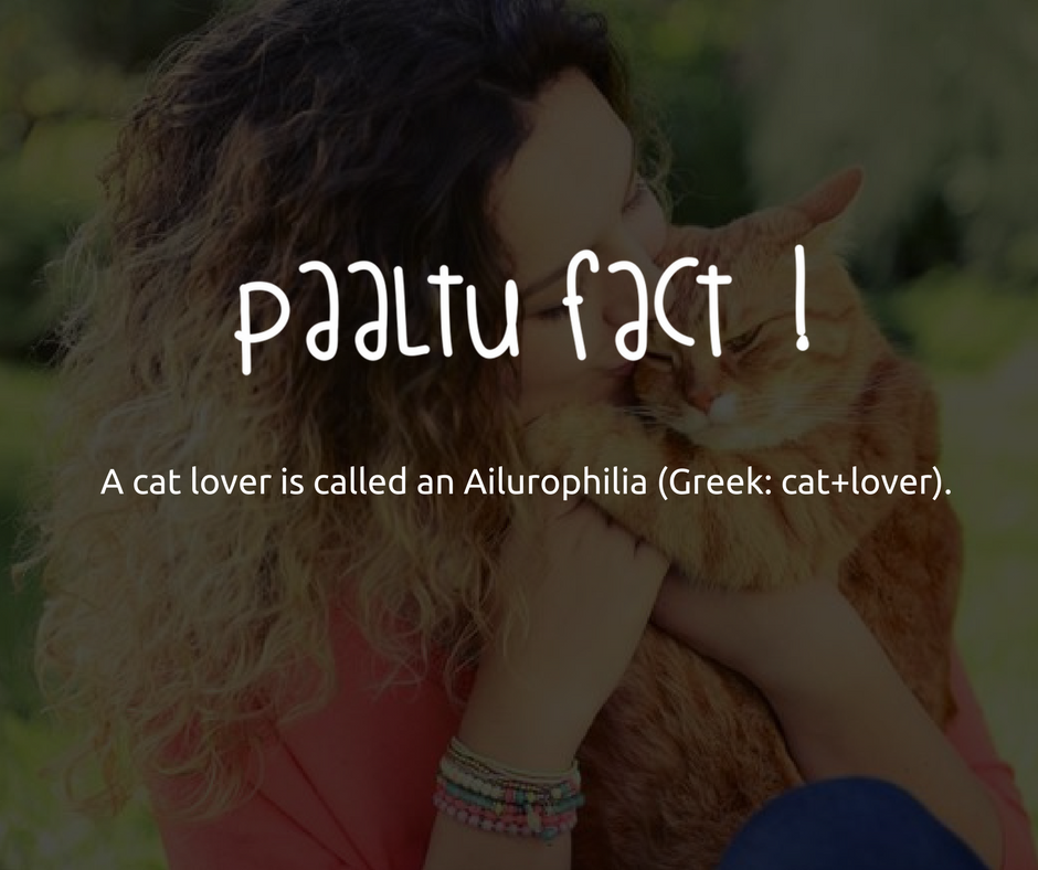 Paaltu PK gallery image