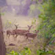 Jim Corbett Booking