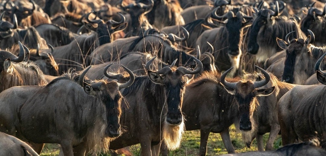 Africantrust Safari media 47