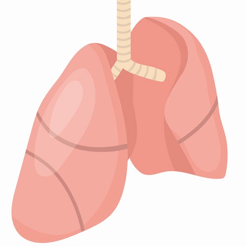 Human body organs gallery image