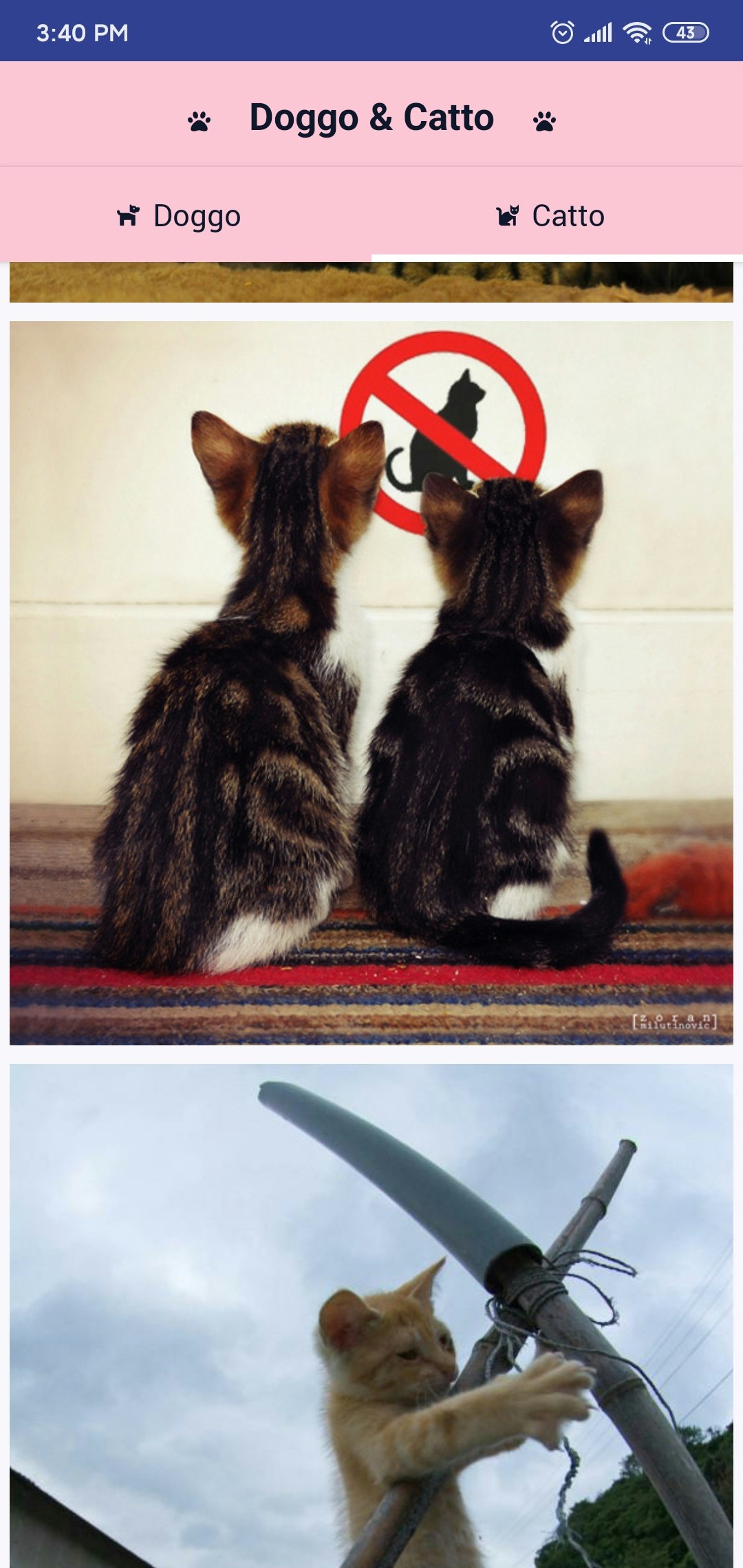 Doggo & Catto gallery image