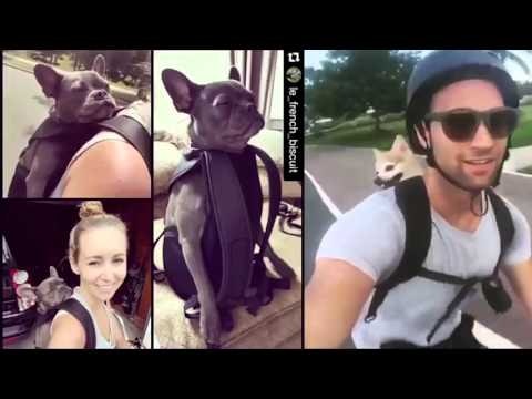 Ruffit Dog Carrier gallery image