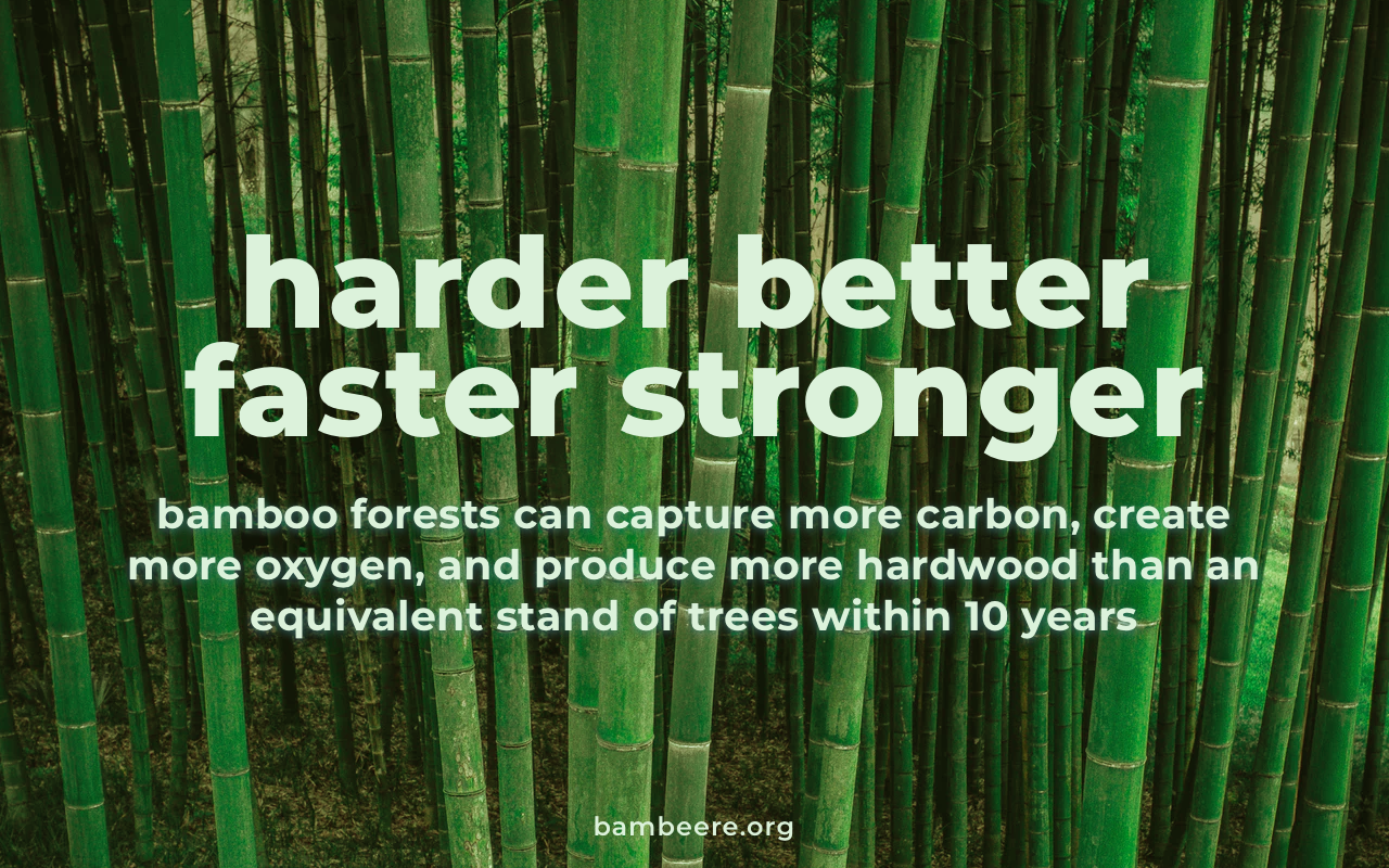 Bambeere gallery image