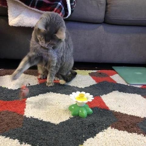 Interactive Bird Toy For Cats gallery image