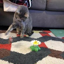 Interactive Bird Toy For Cats gallery image